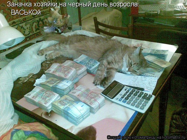 Заначка хозяйки на черный день возросла: ВАСЬКОй... Котоматрица: Заначка хозяйки на черный день возросла: ВАСЬКОй