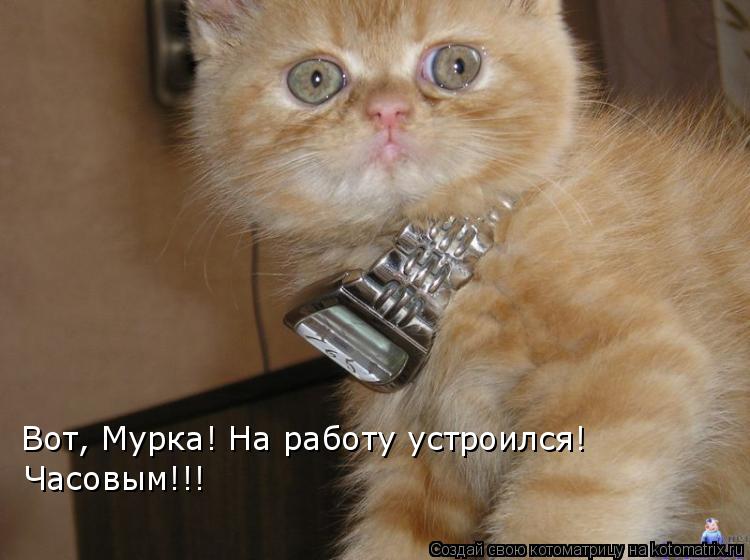 Котоматрица: Вот, Мурка! На работу устроился! Часовым!!!