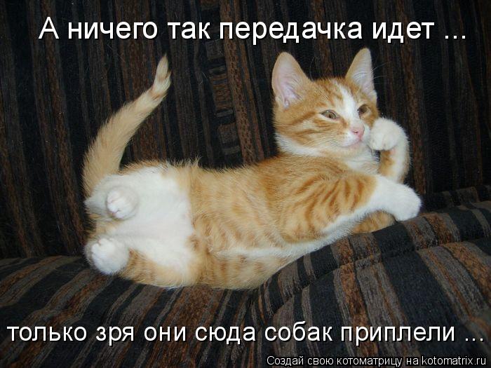 А ничего так передачка идет ... только зря они сюда собак приплели ...... Котоматрица: А ничего так передачка идет ... только зря они сюда собак приплели ...