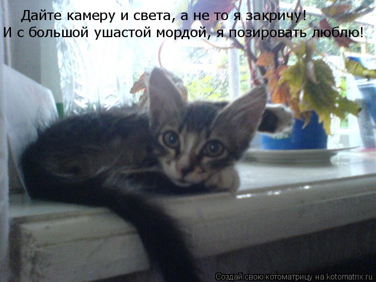 Дайте камеру и света, а не то я закричу! И с большой ушастой мордой, я позировать люблю!... Котоматрица: Дайте камеру и света, а не то я закричу! И с большой ушастой мордой, я позировать люблю!