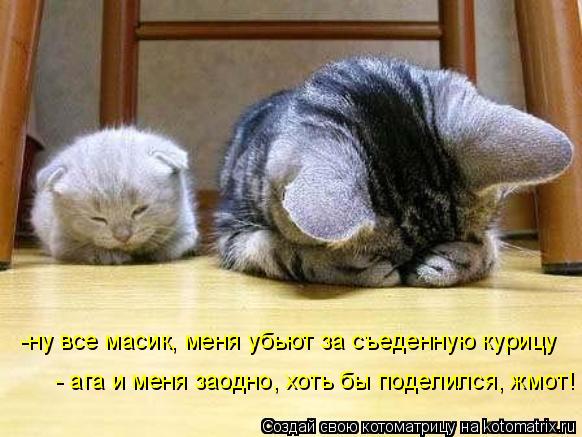 -ну все масик, меня убьют за съеденную курицу - ага и меня заодно, хоть бы поделился, жмот!... Котоматрица: -ну все масик, меня убьют за съеденную курицу - ага и меня заодно, хоть бы поделился, жмот!