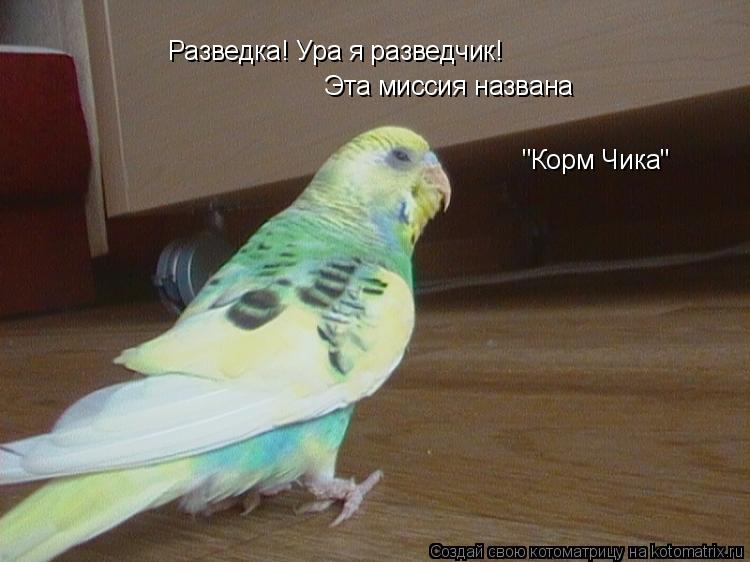 Разведка! Ура я разведчик! Эта миссия названа "Корм "Корм Чика"... Котоматрица: Разведка! Ура я разведчик! Эта миссия названа "Корм "Корм Чика"