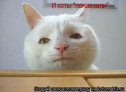 И коты "понаехали"...... Котоматрица: И коты "понаехали"...
