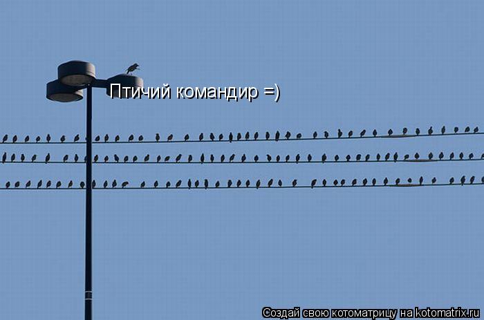 Птичий командир =)... Котоматрица: Птичий командир =)