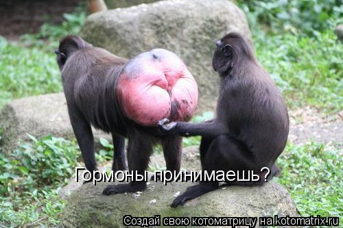 Гормоны принимаешь?... Котоматрица: Гормоны принимаешь?