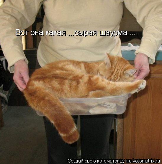 Вот она какая....сырая шаурма........ Котоматрица: Вот она какая....сырая шаурма.....