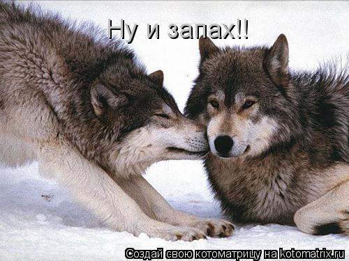 Ну и запах!!... Котоматрица: Ну и запах!!