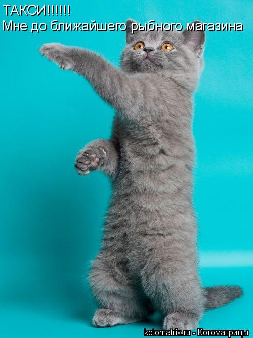 ТАКСИ!!!!!! Мне до ближайшего рыбного магазина... Котоматрица: ТАКСИ!!!!!! Мне до ближайшего рыбного магазина