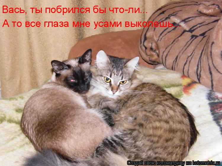 Вась, ты побрился бы что-ли... А то все глаза мне усами выколешь...... Котоматрица: Вась, ты побрился бы что-ли... А то все глаза мне усами выколешь...
