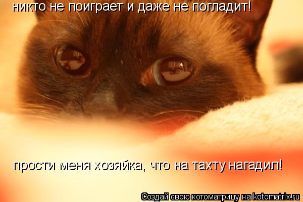 никто не поиграет и даже не погладит! прости меня хозяйка, что на тахту нагадил!... Котоматрица: никто не поиграет и даже не погладит! прости меня хозяйка, что на тахту нагадил!