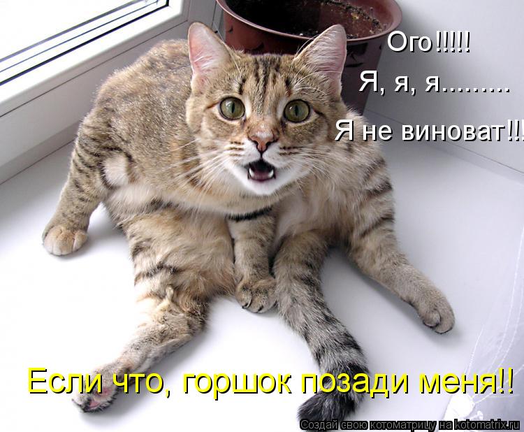 Котоматрица: Ого!!!!! Я, я, я......... Я не виноват!!! Если что, горшок позади меня!!