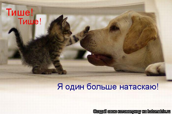 Котоматрица: Тише! Тише! Я один больше натаскаю!