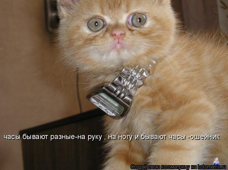 Котоматрица: часы бывают разные-на руку , на ногу и бывают часы -ошейник