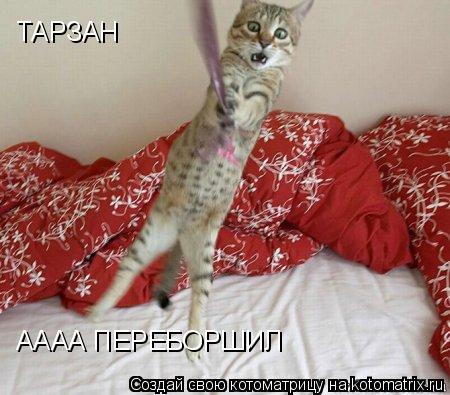Котоматрица: ТАРЗАН АААА ПЕРЕБОРШИЛ