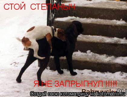 Котоматрица: СТОЙ  СТЕПАНЫЧ  Я НЕ ЗАПРЫГНУЛ !!!!!