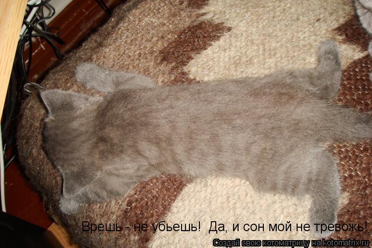 Котоматрица: Врешь - не убьешь!  Да, и сон мой не тревожь!