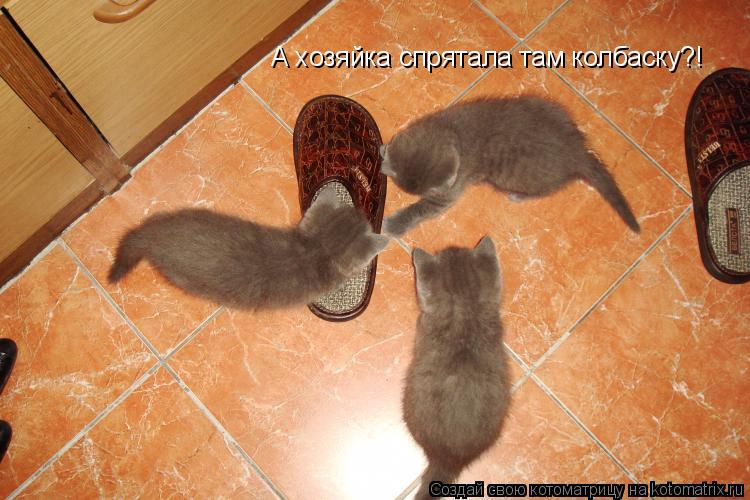Котоматрица: А хозяйка спрятала там колбаску?!