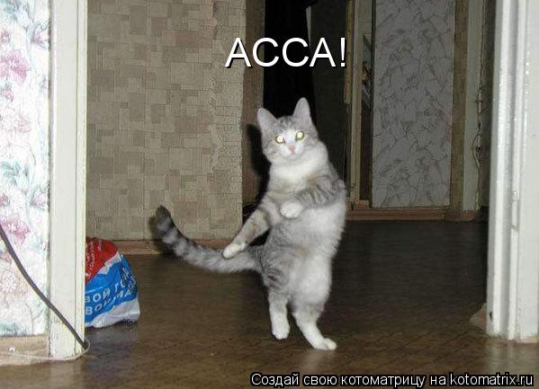 Котоматрица: АССА!