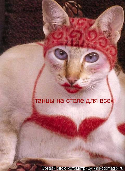 Котоматрица: танцы на столе для всех!