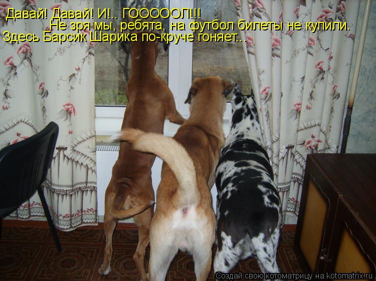 Котоматрица: Давай! Давай! И!.. ГОООООЛ!!! Не зря мы, ребята, на футбол билеты не купили. Здесь Барсик Шарика по-круче гоняет...