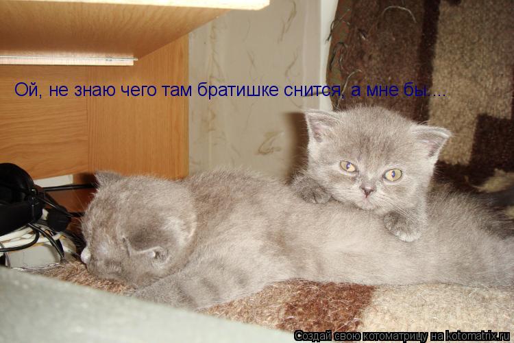 Котоматрица: Ой, не знаю чего там братишке снится, а мне бы....