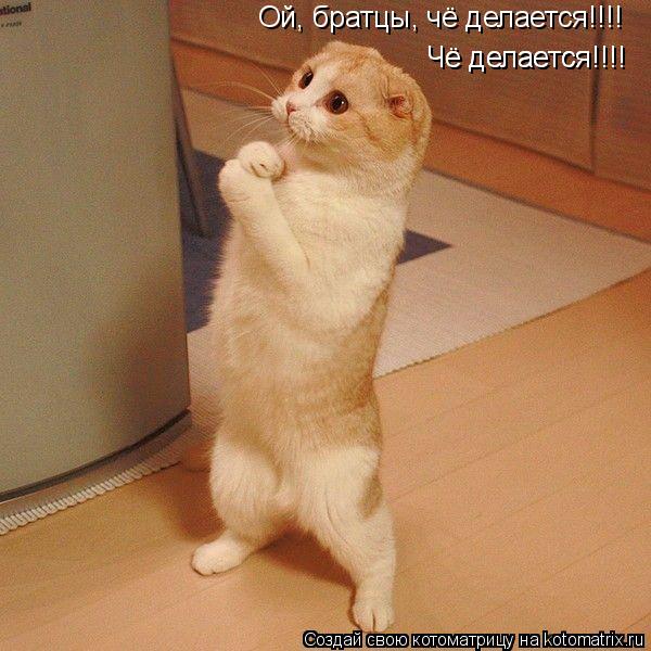 Ой, братцы, чё делается!!!! Чё делается!!!! Чё делается!!!!... Котоматрица: Ой, братцы, чё делается!!!! Чё делается!!!! Чё делается!!!!