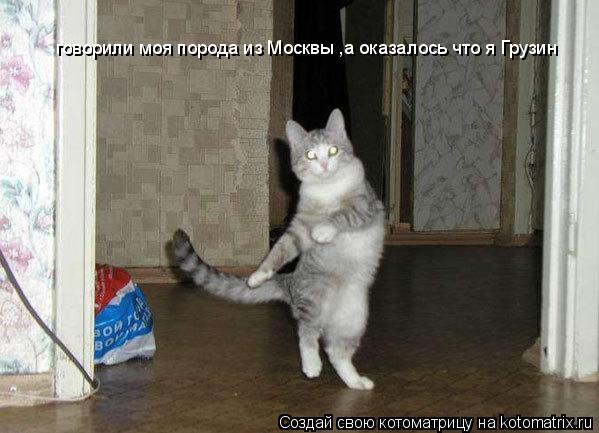 Котоматрица: говорили моя порода из Москвы ,а оказалось что я Грузин
