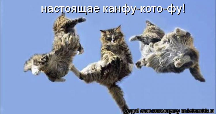настоящае канфу-кото-фу!... Котоматрица: настоящае канфу-кото-фу!