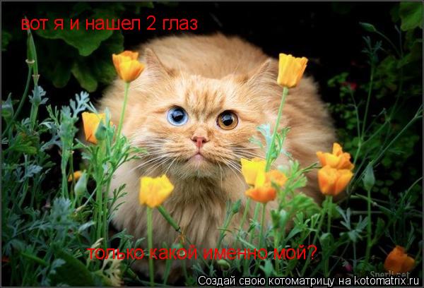 вот я и нашел 2 глаз только какой именно мой?... Котоматрица: вот я и нашел 2 глаз только какой именно мой?
