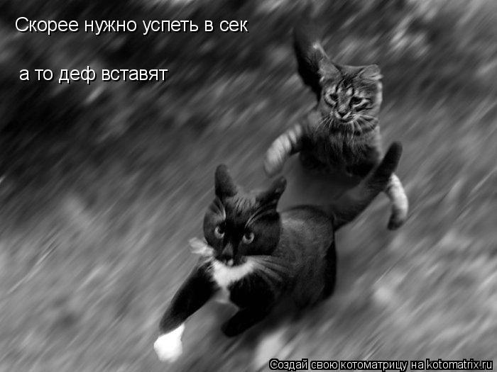 Скорее нужно успеть в сек а то деф вставят... Котоматрица: Скорее нужно успеть в сек а то деф вставят
