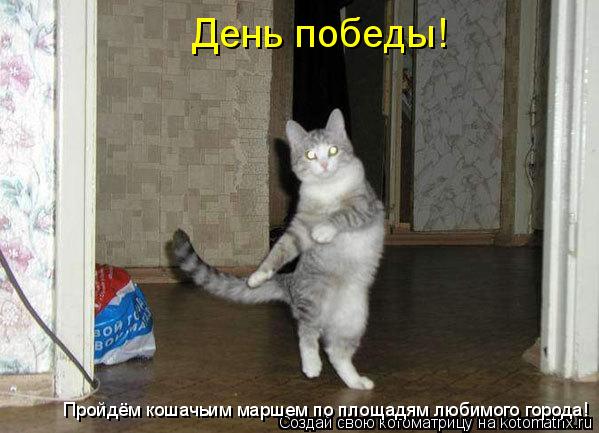 День победы! Пройдём кошачьим маршем по площадям любимого города!... Котоматрица: День победы! Пройдём кошачьим маршем по площадям любимого города!