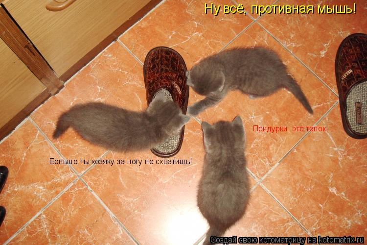 Ну всё, противная мышь! Больше ты хозяку за ногу не схватишь! Придурки, это тапок........ Котоматрица: Ну всё, противная мышь! Больше ты хозяку за ногу не схватишь! Придурки, это тапок.....