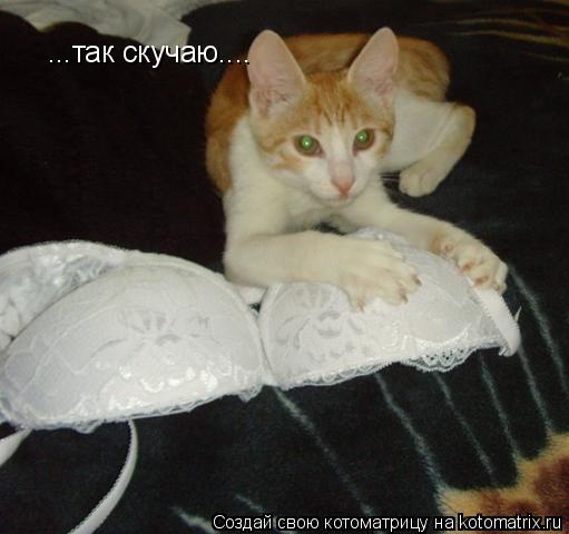 ...так скучаю....... Котоматрица: ...так скучаю....