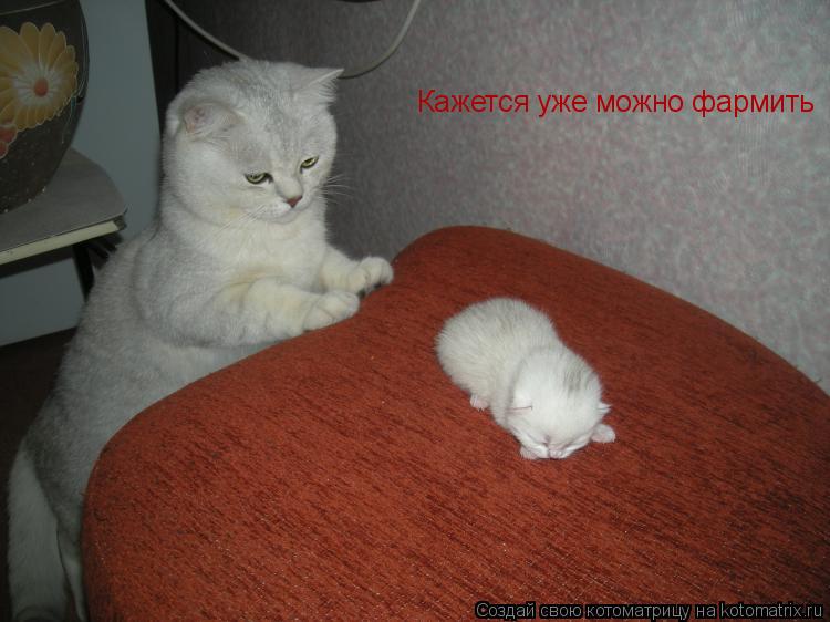 Кажется уже можно фармить... Котоматрица: Кажется уже можно фармить