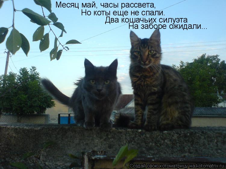 Месяц май, часы рассвета, Но коты еще не спали. Два кошачьих силуэта На заборе ожидали...... Котоматрица: Месяц май, часы рассвета, Но коты еще не спали. Два кошачьих силуэта На заборе ожидали...