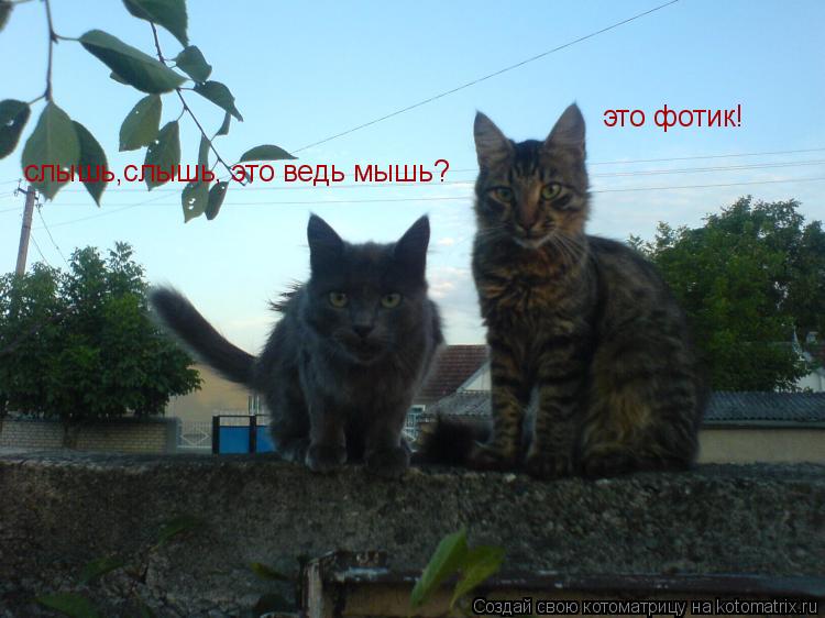 Котоматрица: слышь,слышь, это ведь мышь? это фотик!