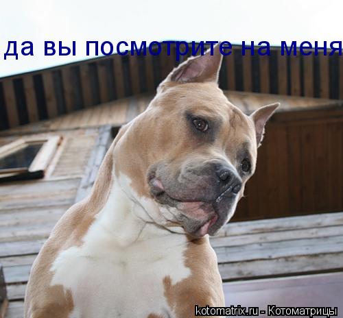 Котоматрица: да вы посмотрите на меня я ж сама доброта... а они шарахаются