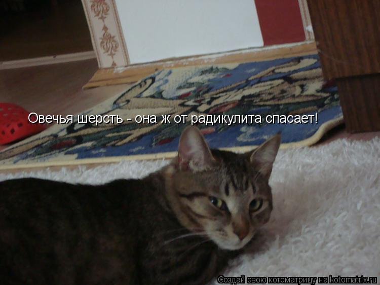 Котоматрица: Овечья шерсть - она ж от радикулита спасает!