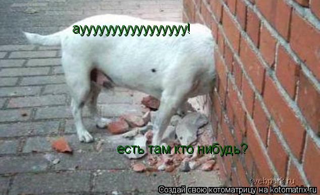 Котоматрица: аууууууууууууууууу! есть там кто нибудь?