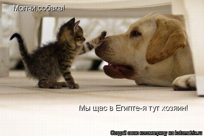 Котоматрица: Молчи,собака! Мы щас в Египте-я тут хозяин!