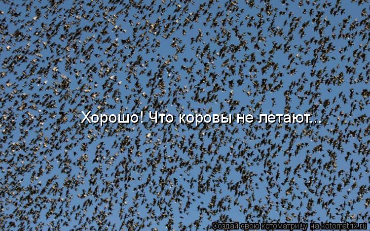 Хорошо! Что коровы не летают...... Котоматрица: Хорошо! Что коровы не летают...
