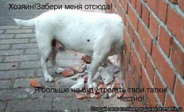 Хозяин!Забери меня отсюда! Я больше не буду трогать твои тапки! Честно!... Котоматрица: Хозяин!Забери меня отсюда! Я больше не буду трогать твои тапки! Честно!