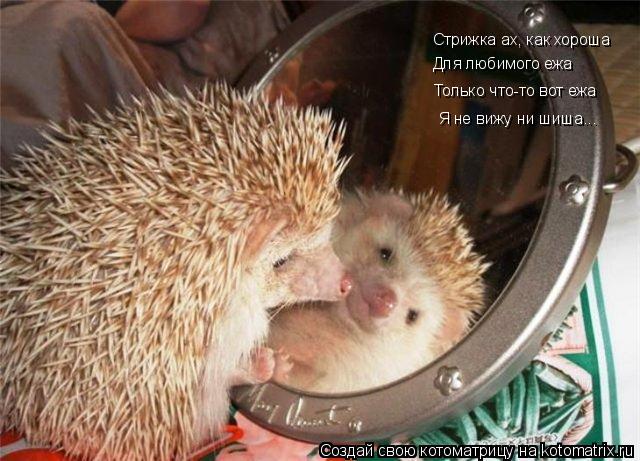 Стрижка ах, как хороша Для любимого ежа Только что-то вот ежа Я не вижу ни шиша...... Котоматрица: Стрижка ах, как хороша Для любимого ежа Только что-то вот ежа Я не вижу ни шиша...