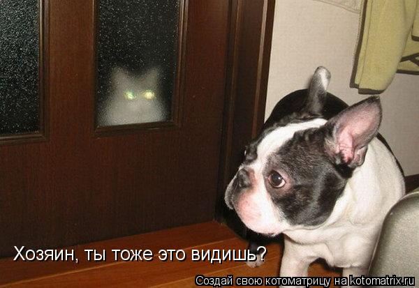 Хозяин, ты тоже это видишь?... Котоматрица: Хозяин, ты тоже это видишь?