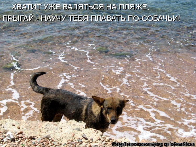ХВАТИТ УЖЕ ВАЛЯТЬСЯ НА ПЛЯЖЕ, ПРЫГАЙ - НАУЧУ ТЕБЯ ПЛАВАТЬ ПО-СОБАЧЬИ!... Котоматрица: ХВАТИТ УЖЕ ВАЛЯТЬСЯ НА ПЛЯЖЕ, ПРЫГАЙ - НАУЧУ ТЕБЯ ПЛАВАТЬ ПО-СОБАЧЬИ!
