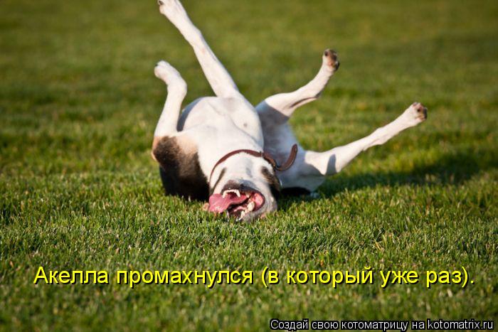 Акелла промахнулся (в который уже раз).... Котоматрица: Акелла промахнулся (в который уже раз).