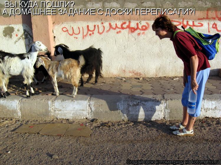 ВЫ КУДА ПОШЛИ? А ДОМАШНЕЕ ЗАДАНИЕ С ДОСКИ ПЕРЕПИСАЛИ?!... Котоматрица: ВЫ КУДА ПОШЛИ? А ДОМАШНЕЕ ЗАДАНИЕ С ДОСКИ ПЕРЕПИСАЛИ?!