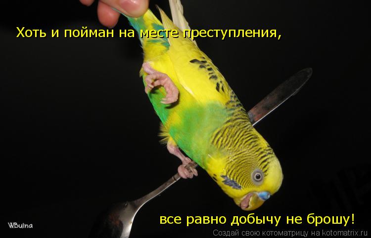 Котоматрица: Хоть и пойман на месте преступления,  все равно добычу не брошу!