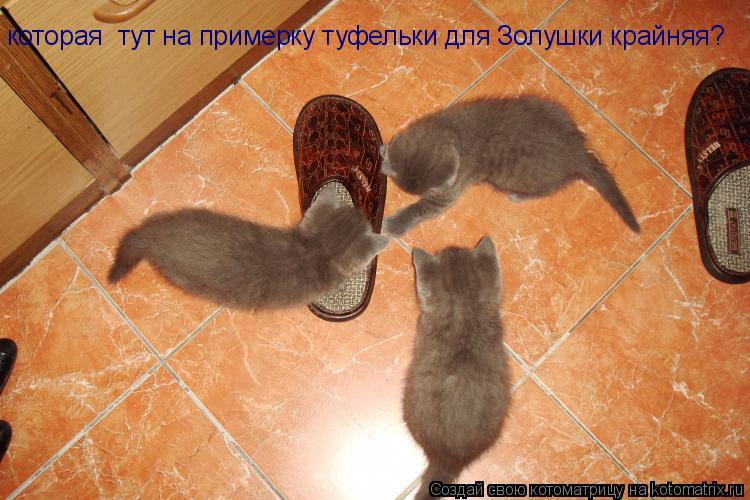 Котоматрица: которая  тут на примерку туфельки для Золушки крайняя?