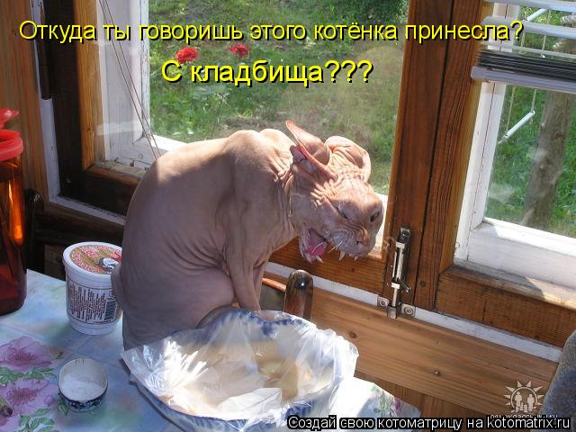 Котоматрица: Откуда ты говоришь этого котёнка принесла?  С кладбища???